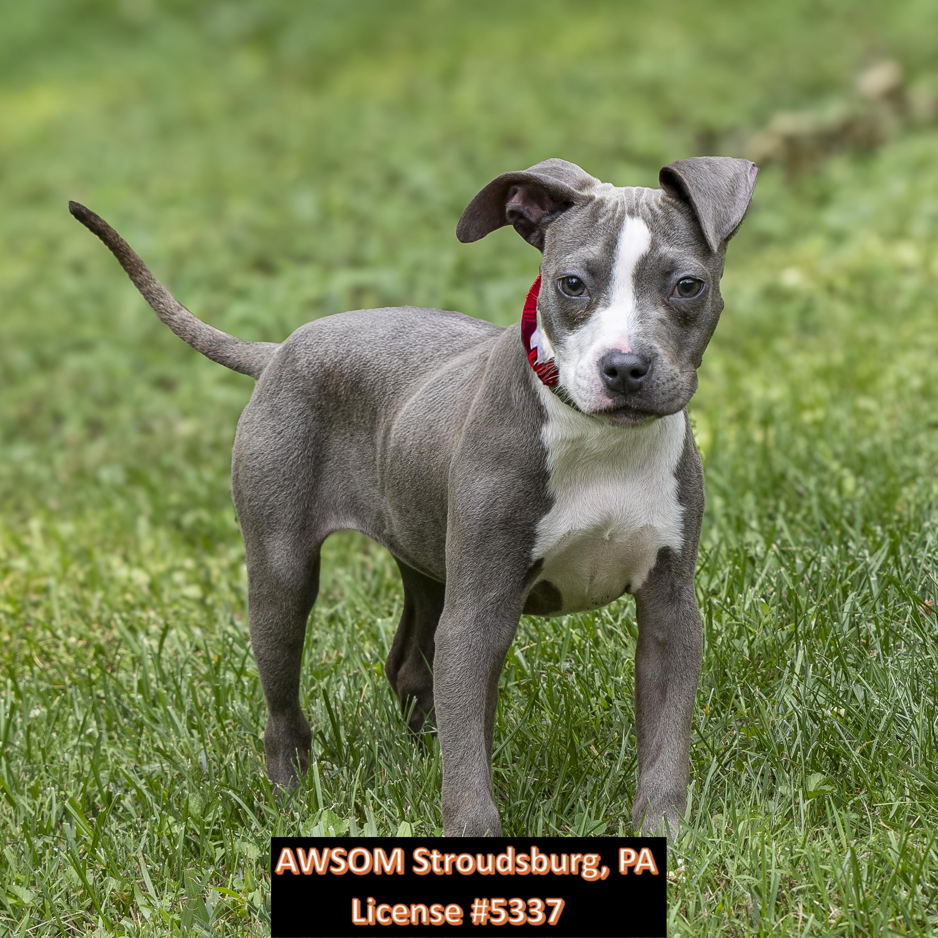 Penelope, adopted, Young Female Terrier.