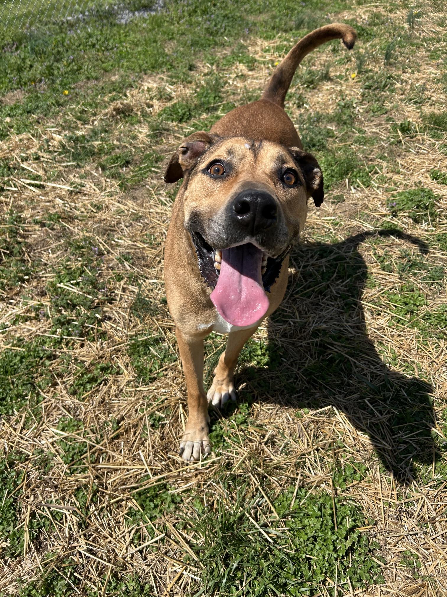 Oliver, adopted, Adult Male Mastiff & Boxer.