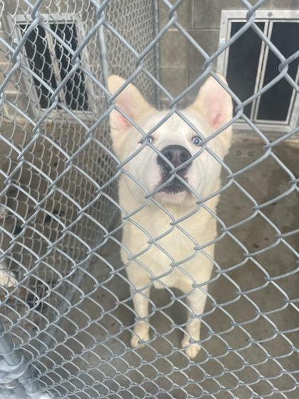 Snowflake thumbnail 2