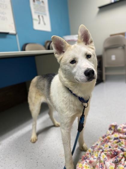 Snowflake thumbnail 3