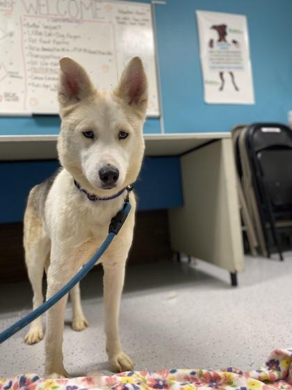 Snowflake thumbnail 4