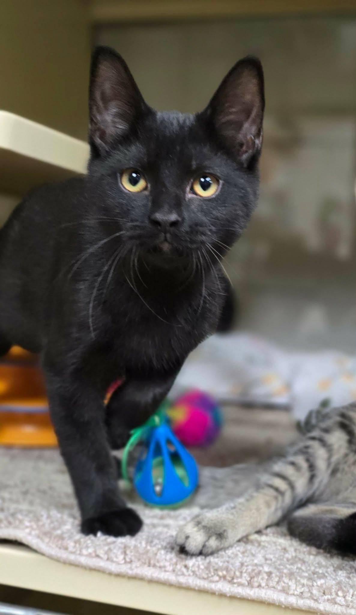 Enlarge Johnny, a Adopted Domestic Short Hair in New Castle, PA image 4/5