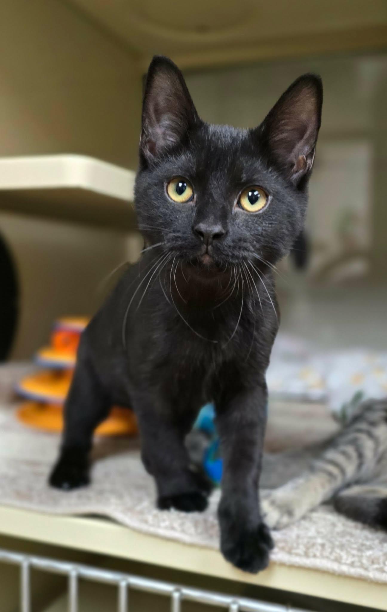 Enlarge Johnny, a Adopted Domestic Short Hair in New Castle, PA image 5/5