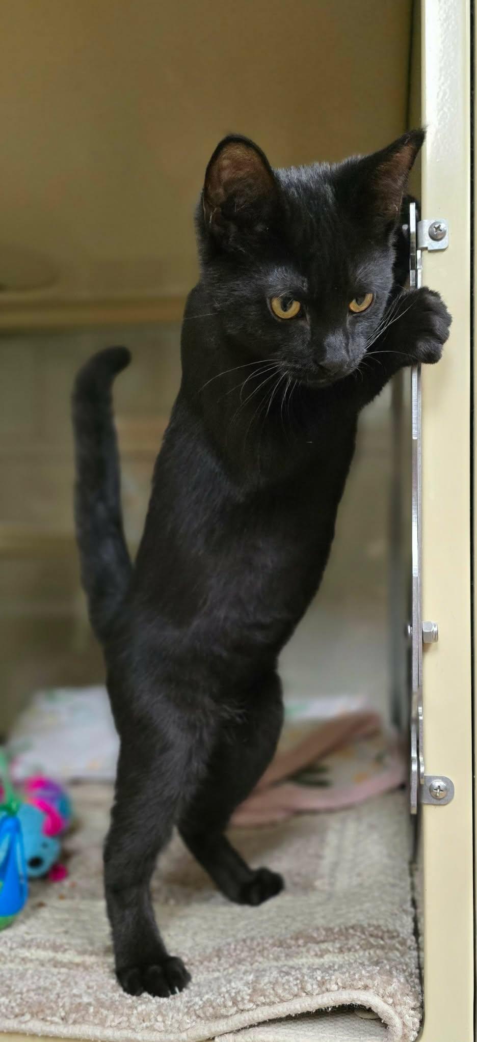Enlarge Johnny, a Adopted Domestic Short Hair in New Castle, PA image 3/5