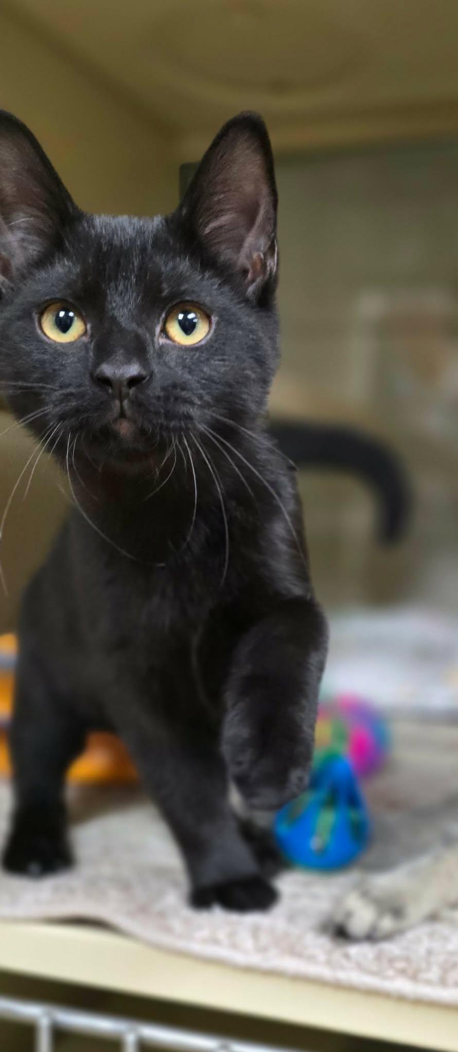 Enlarge Johnny, a Adopted Domestic Short Hair in New Castle, PA image 2/5