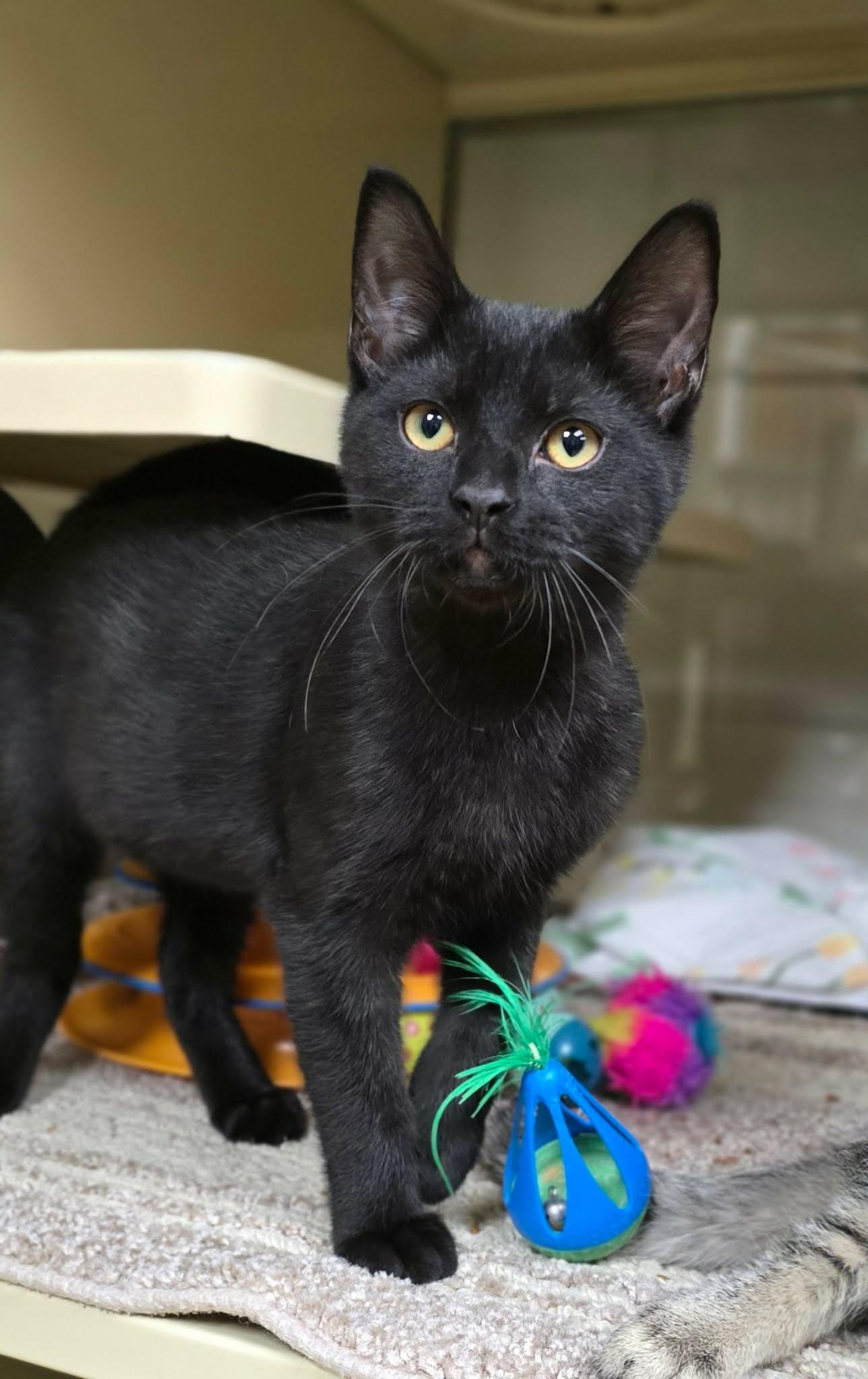 Enlarge Johnny, a Adopted Domestic Short Hair in New Castle, PA image 1/5