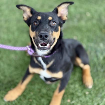 Selena, adoptable, Young Female Australian Kelpie.