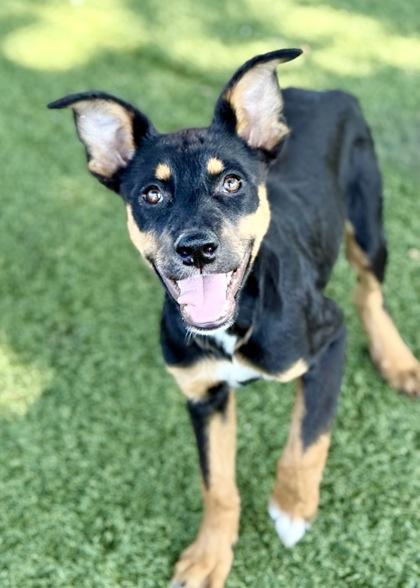 Selena, an adoptable mixed breed in Red Bluff, CA image 6/6