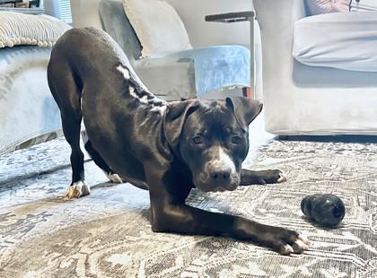 Surfer Cooler, Adoptable, Adult Male Mixed Breed & Mixed Breed.