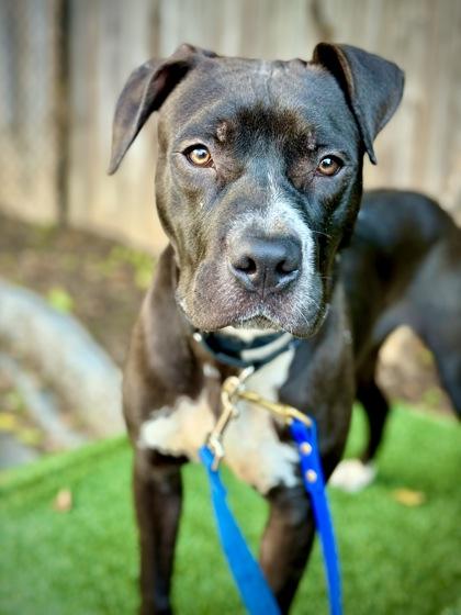 Enlarge Surfer Cooler, a Adoptable Mixed Breed in Washington, DC image 2/3