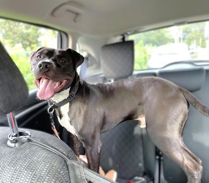 Enlarge Surfer Cooler, a Adoptable Mixed Breed in Washington, DC image 3/3