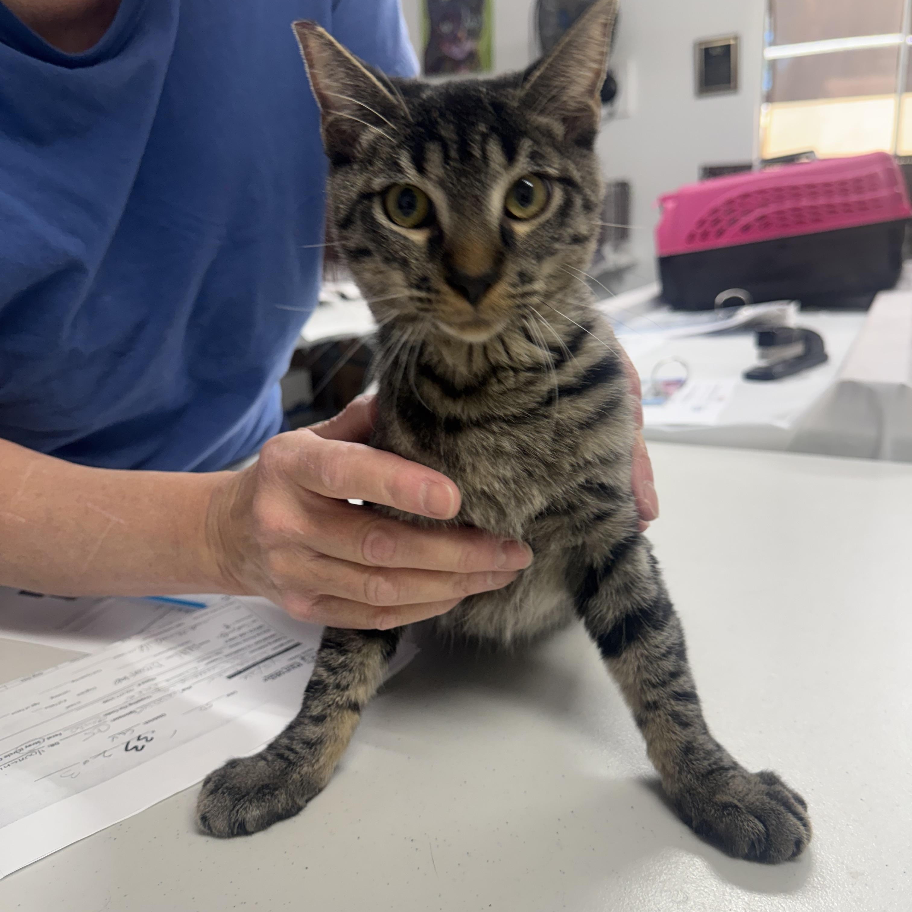 Enlarge Hockey Puck, a ADOPTABLE Tabby in Las Vegas, NV image 1/1
