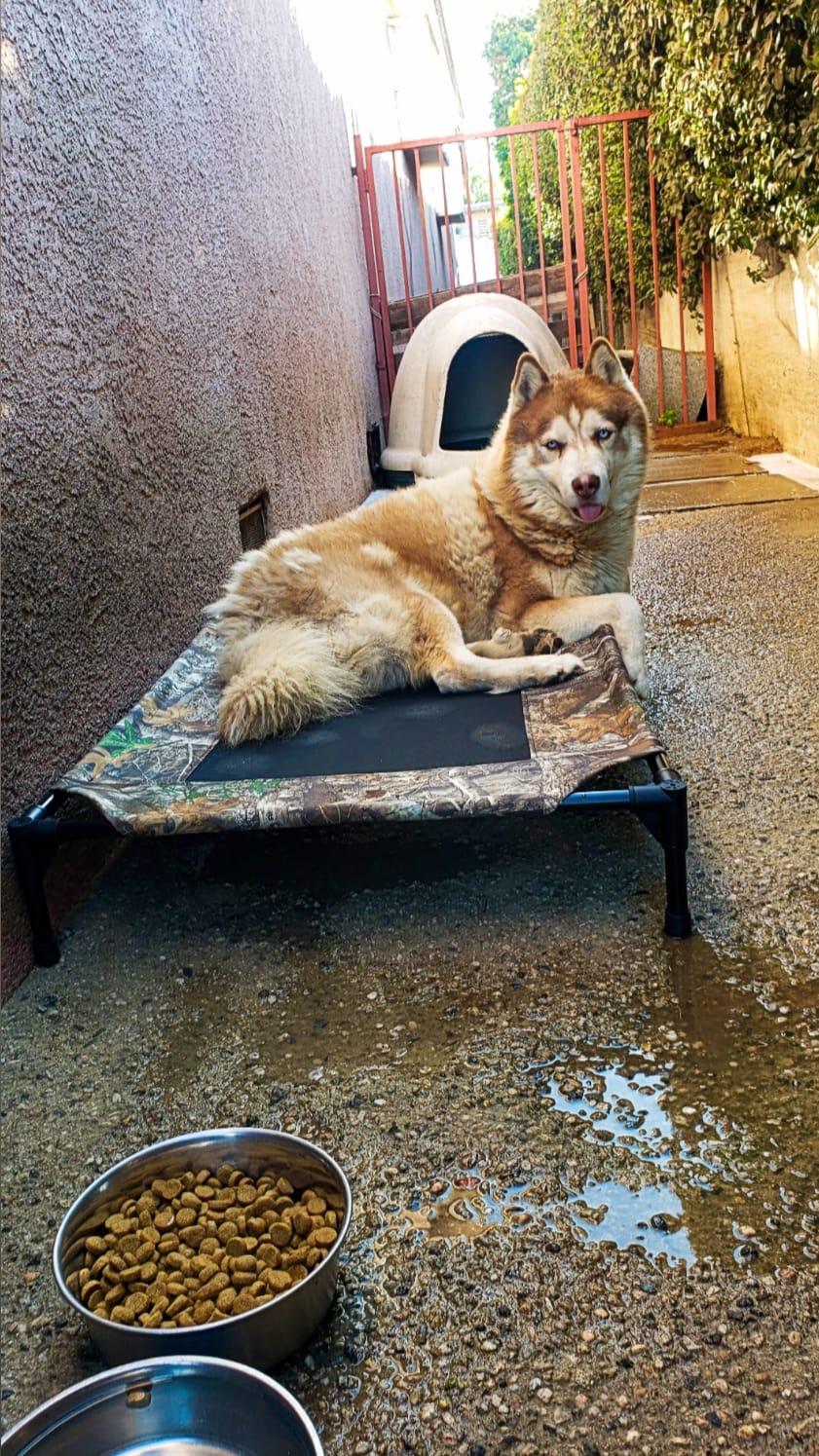 Canelo - COURTESY POST, a Adoptable Husky in Marina Del Rey, CA image 4/5