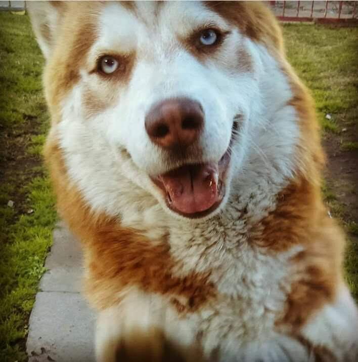 Canelo - COURTESY POST, a Adoptable Husky in Marina Del Rey, CA image 3/5