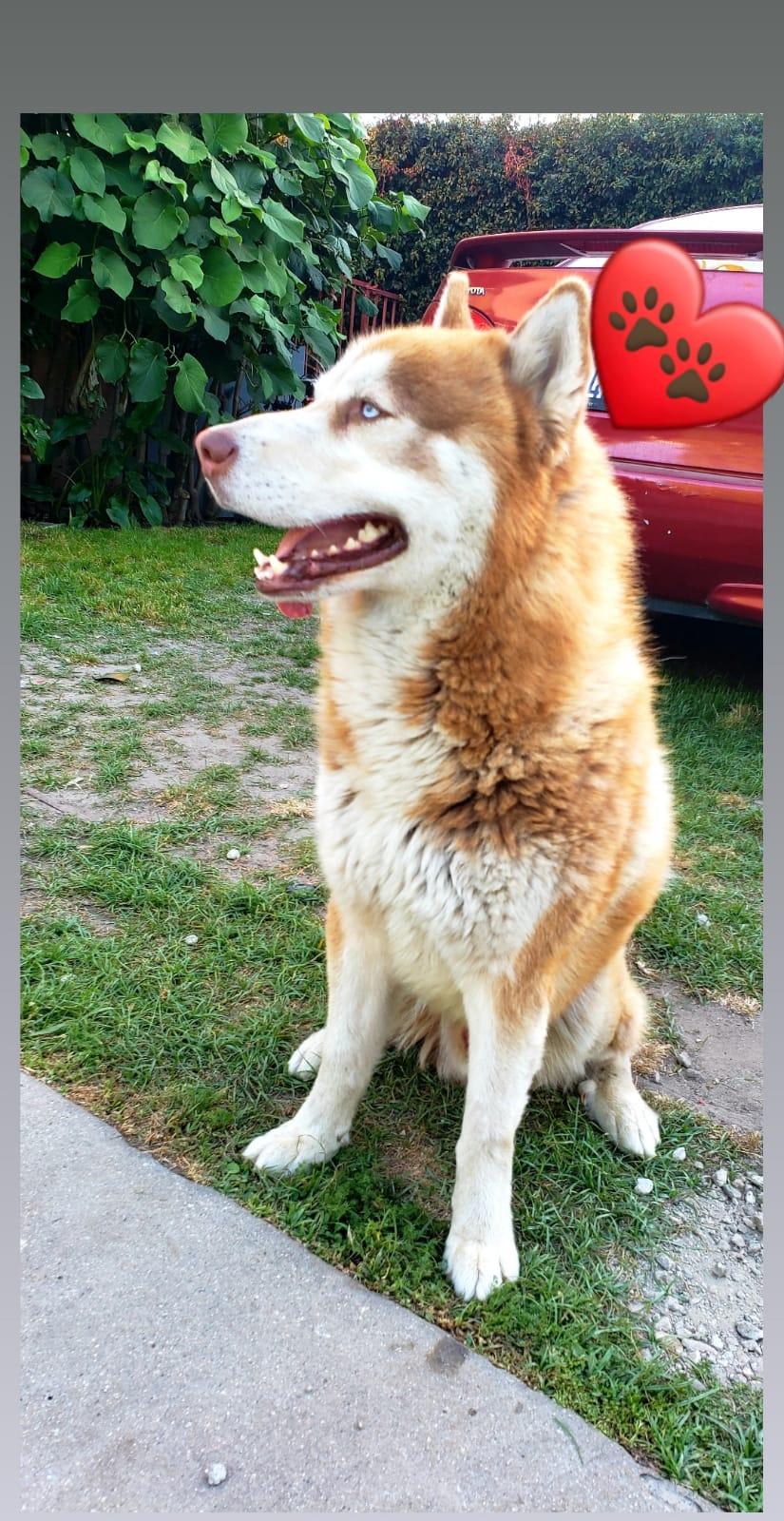 Canelo - COURTESY POST, a Adoptable Husky in Marina Del Rey, CA image 2/5