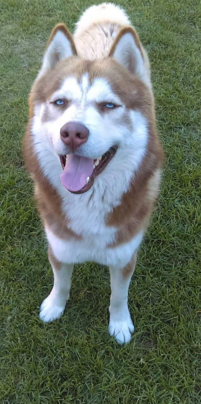 Canelo - COURTESY POST, a Adoptable Husky in Marina Del Rey, CA image 1/5