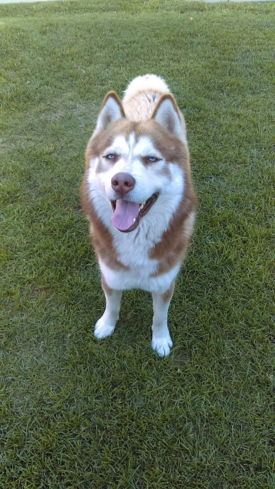 Canelo - COURTESY POST, a Adoptable Husky in Marina Del Rey, CA image 5/5