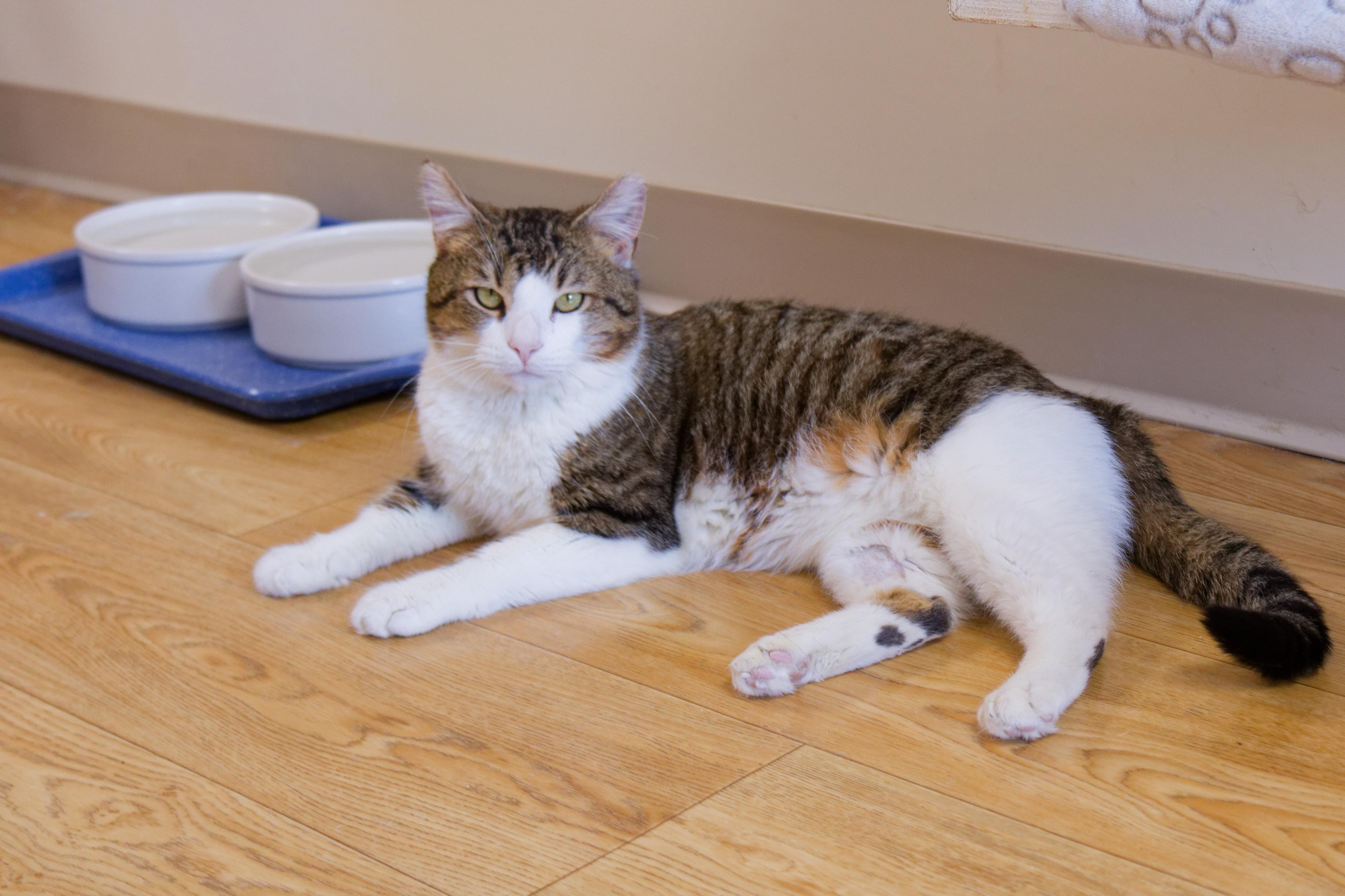 Enlarge Gary, an adopted Domestic Short Hair in Urbana, OH image 4/5