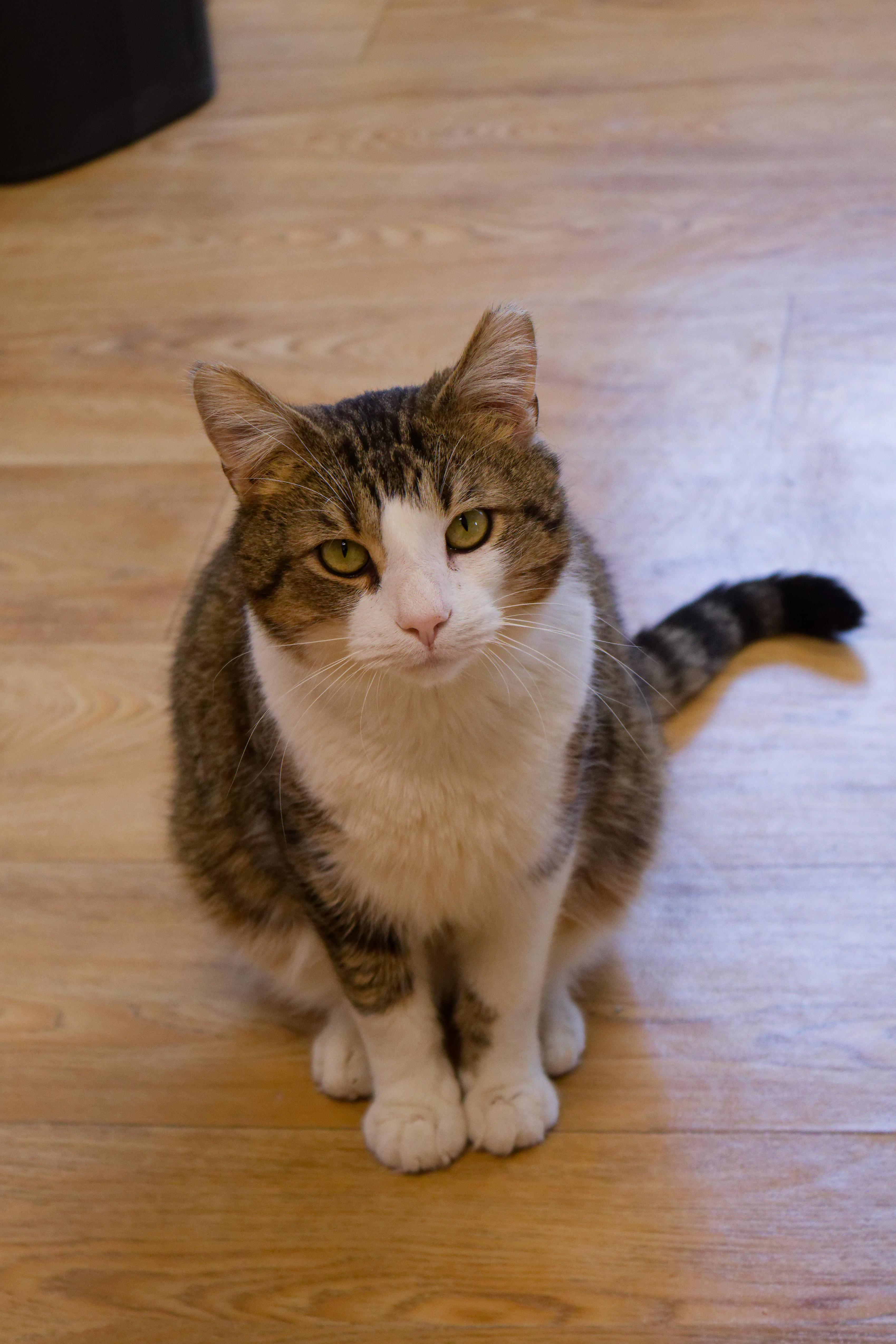 Enlarge Gary, an adopted Domestic Short Hair in Urbana, OH image 3/5