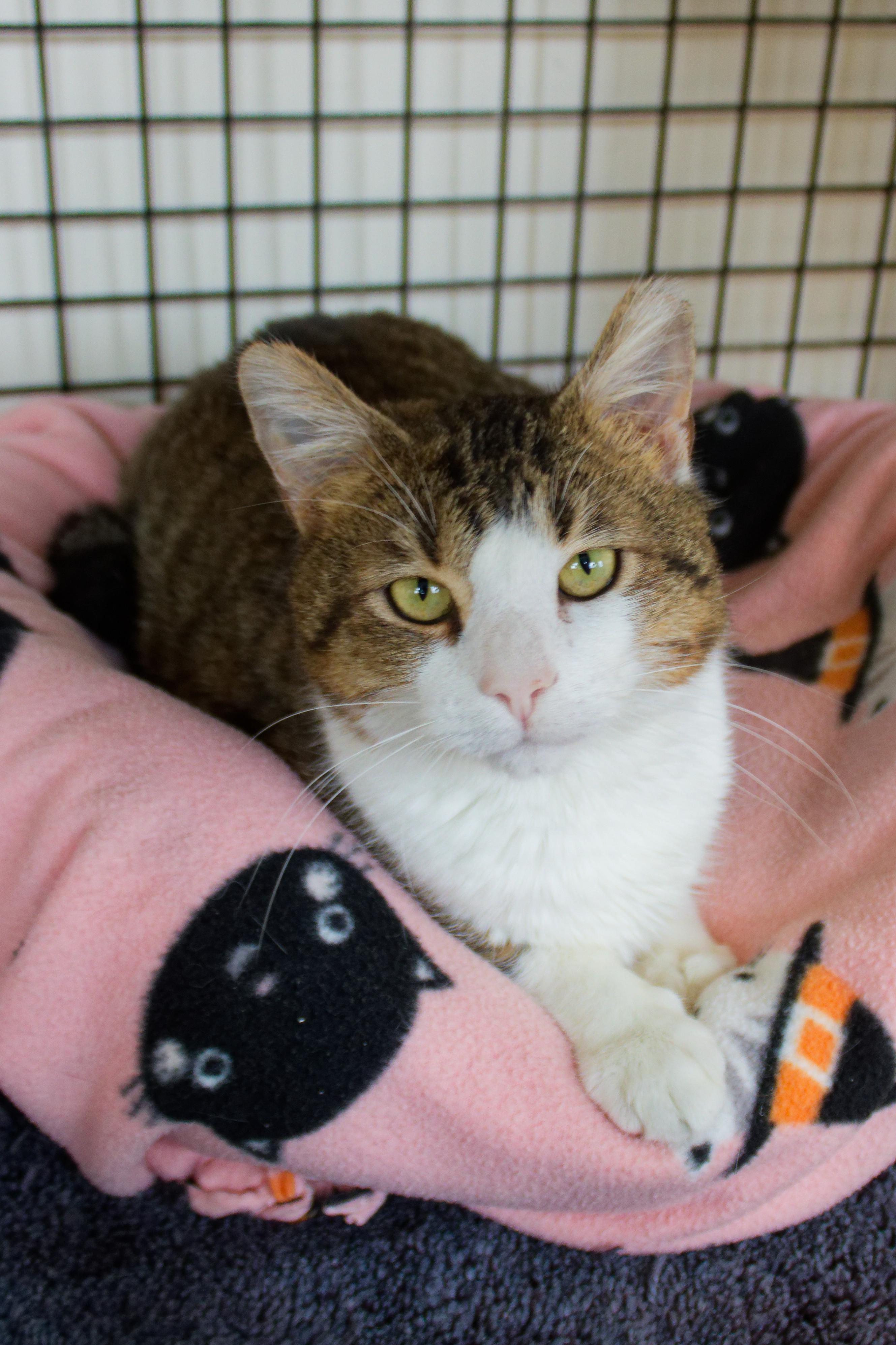 Enlarge Gary, an adopted Domestic Short Hair in Urbana, OH image 2/5