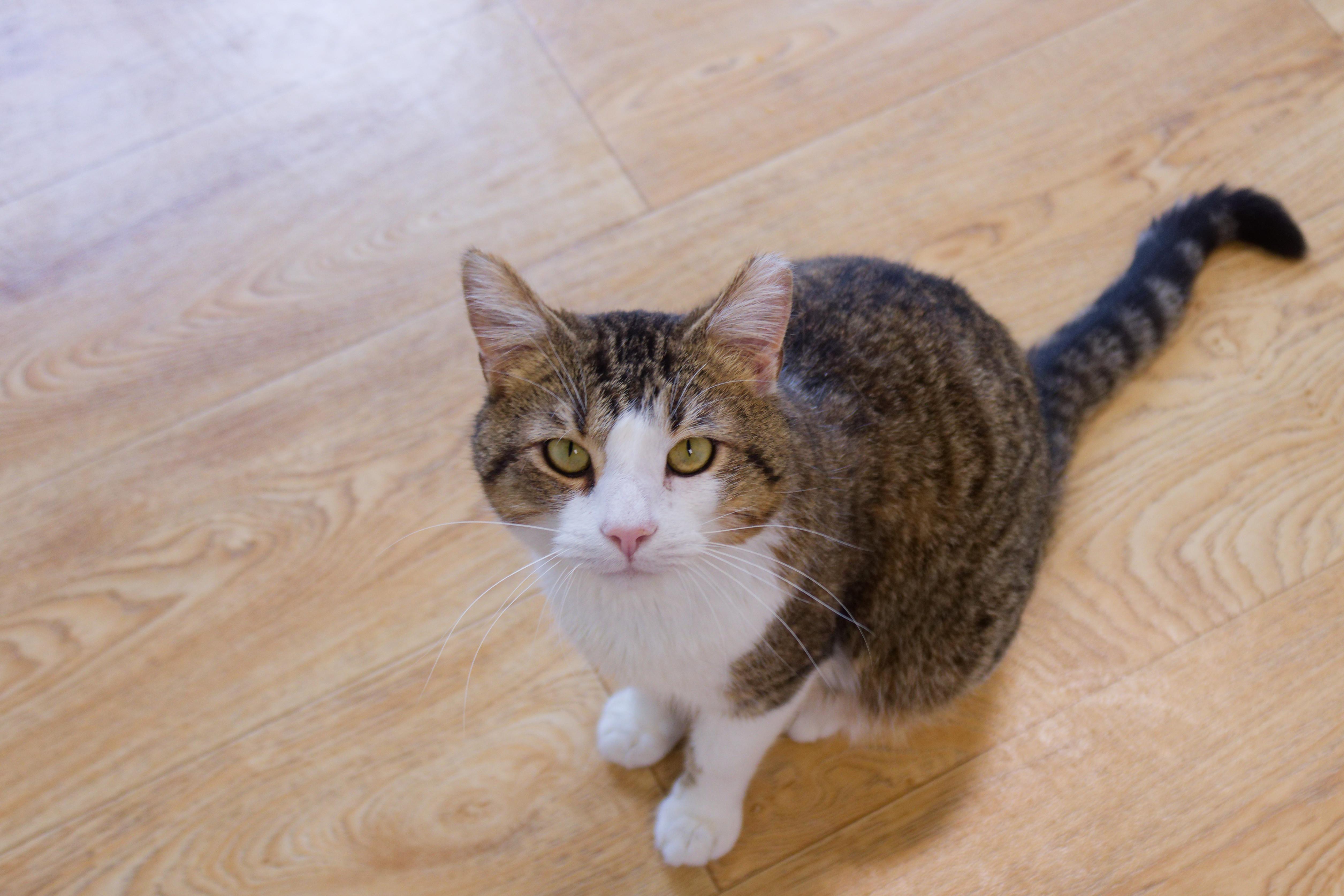 Enlarge Gary, an adopted Domestic Short Hair in Urbana, OH image 1/5