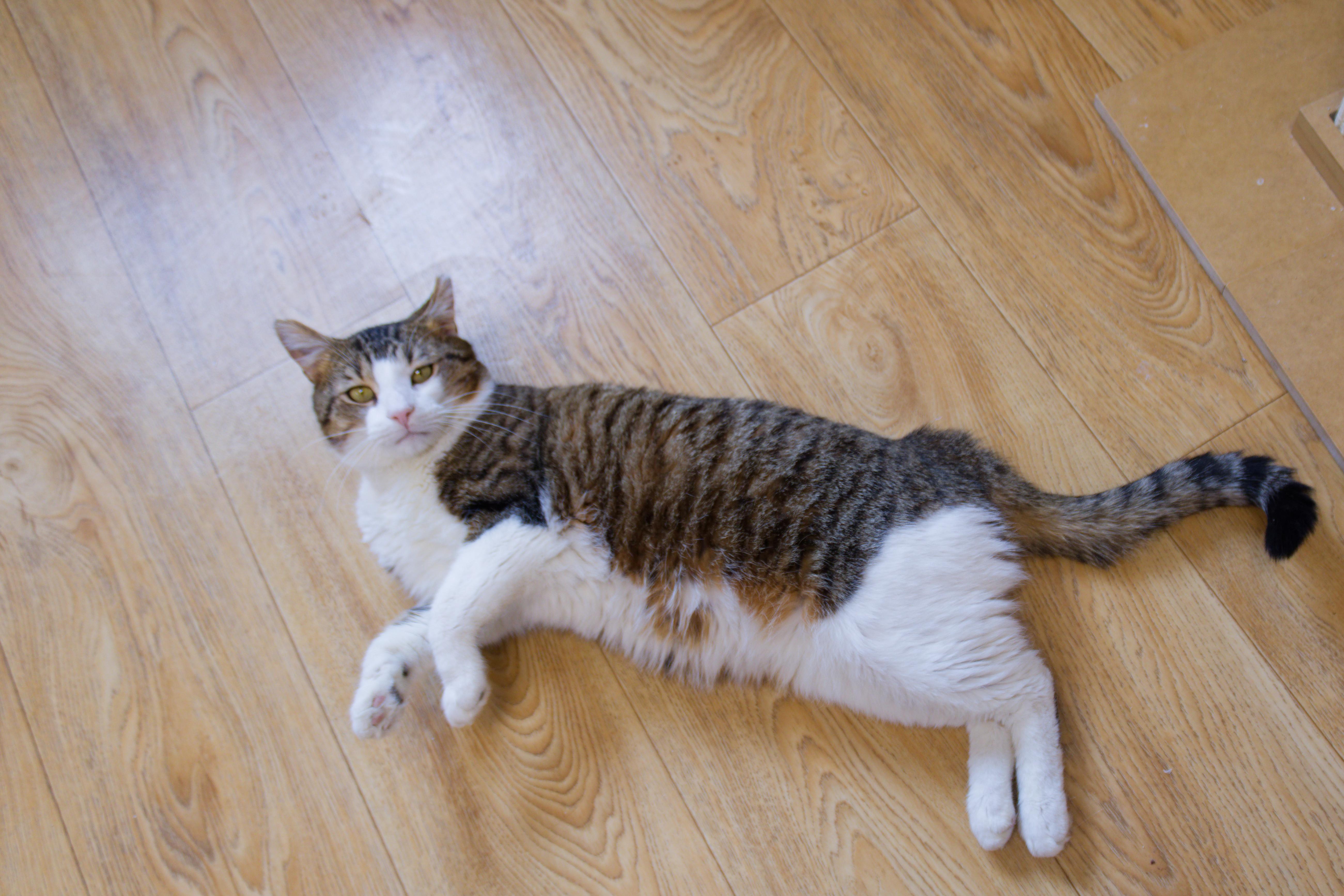 Enlarge Gary, an adopted Domestic Short Hair in Urbana, OH image 5/5