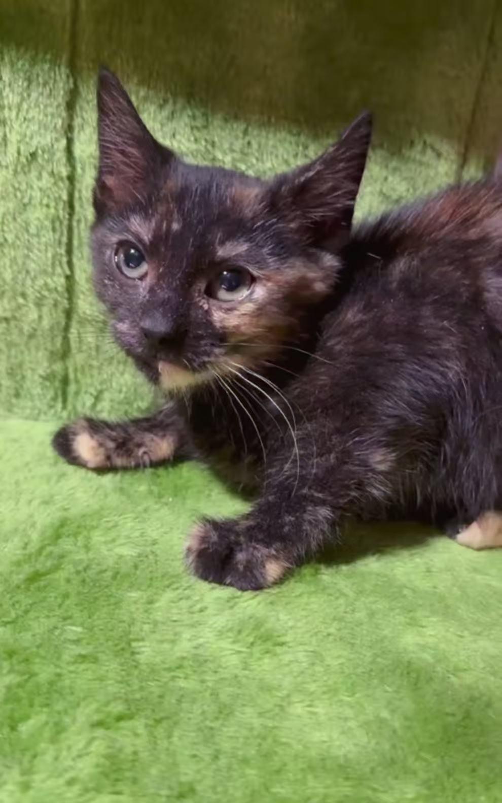 Five Spices, ADOPTABLE, Kitten Male Domestic Long Hair & Domestic Medium Hair.