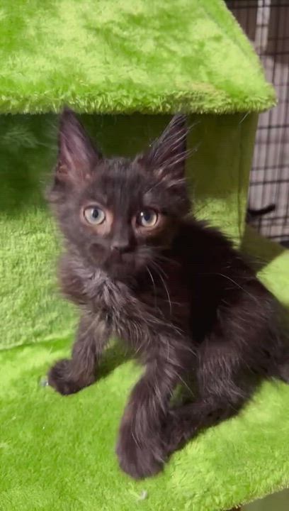 Enlarge Five Spices, a ADOPTABLE mixed breed in Flushing, NY video 2/2