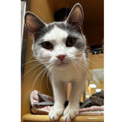 Enlarge Jewel Westborough, a Adoptable mixed breed in Hudson, MA image 1/3