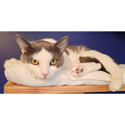 Jewel Westborough, Adoptable, Adult Female Domestic Short Hair & Domestic Short Hair.