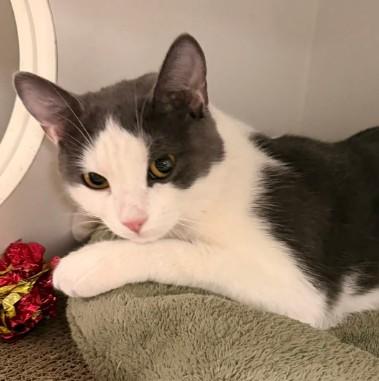 Enlarge Jewel Westborough, a Adoptable mixed breed in Hudson, MA image 2/3