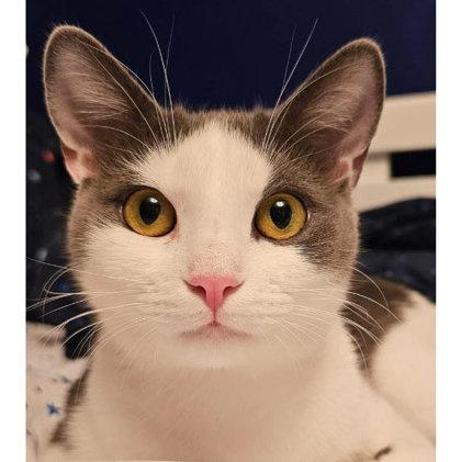 Enlarge Jewel Westborough, a Adoptable mixed breed in Hudson, MA image 2/3