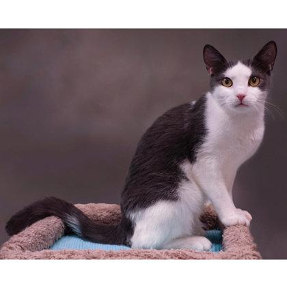 Enlarge Jewel Westborough, a Adoptable mixed breed in Hudson, MA image 3/3