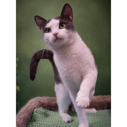 Enlarge Jewel Westborough, a Adoptable mixed breed in Hudson, MA image 3/3