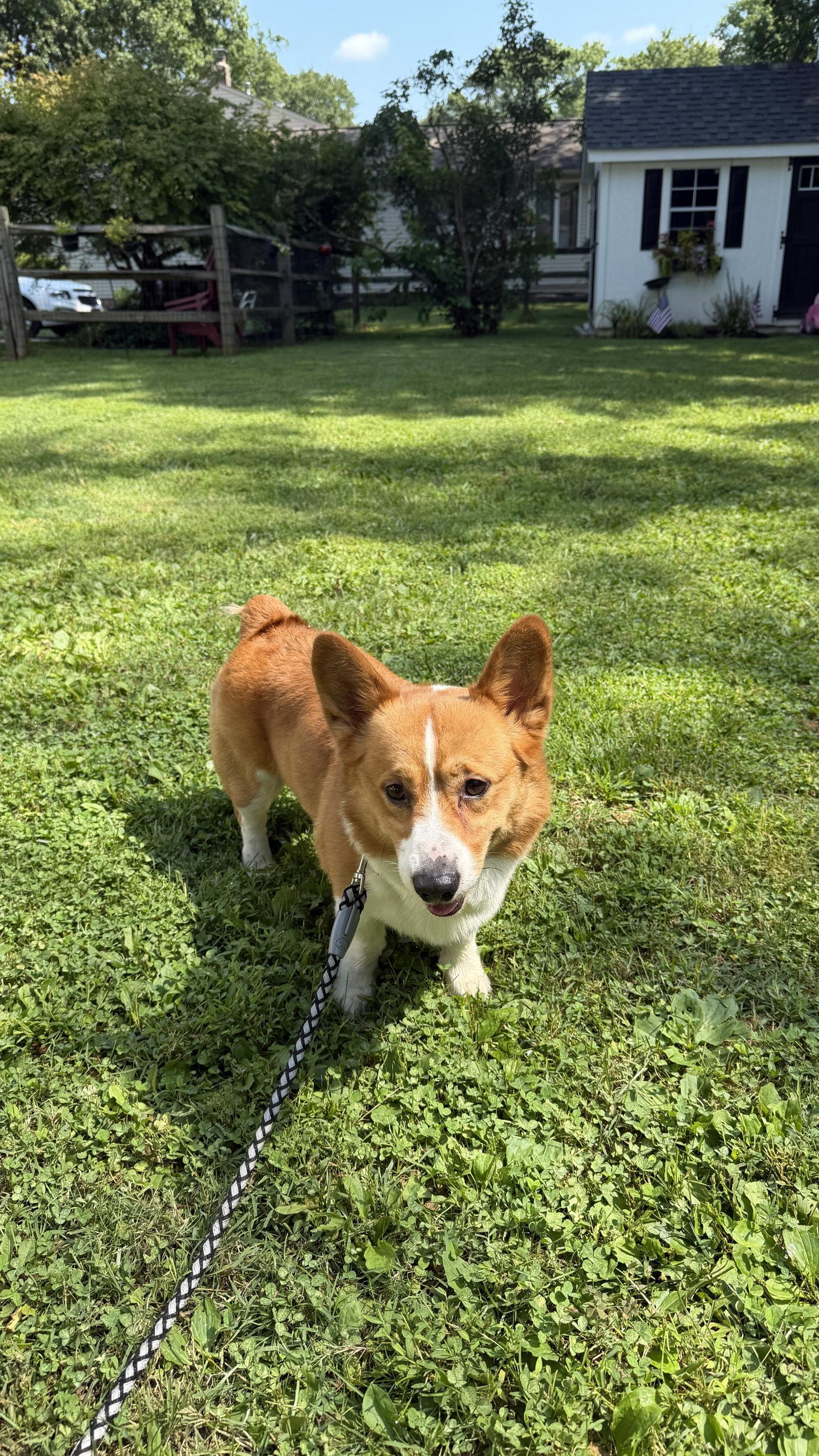 Enlarge Otis, a Adoptable Corgi in Doylestown, PA image 1/3