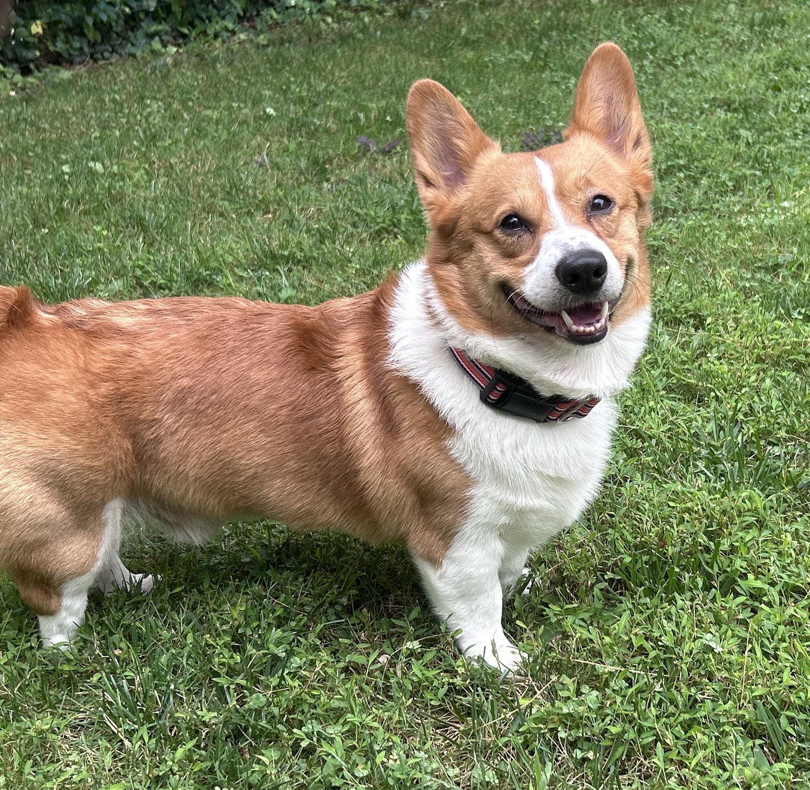 Enlarge Otis, a Adoptable Corgi in Doylestown, PA image 2/3