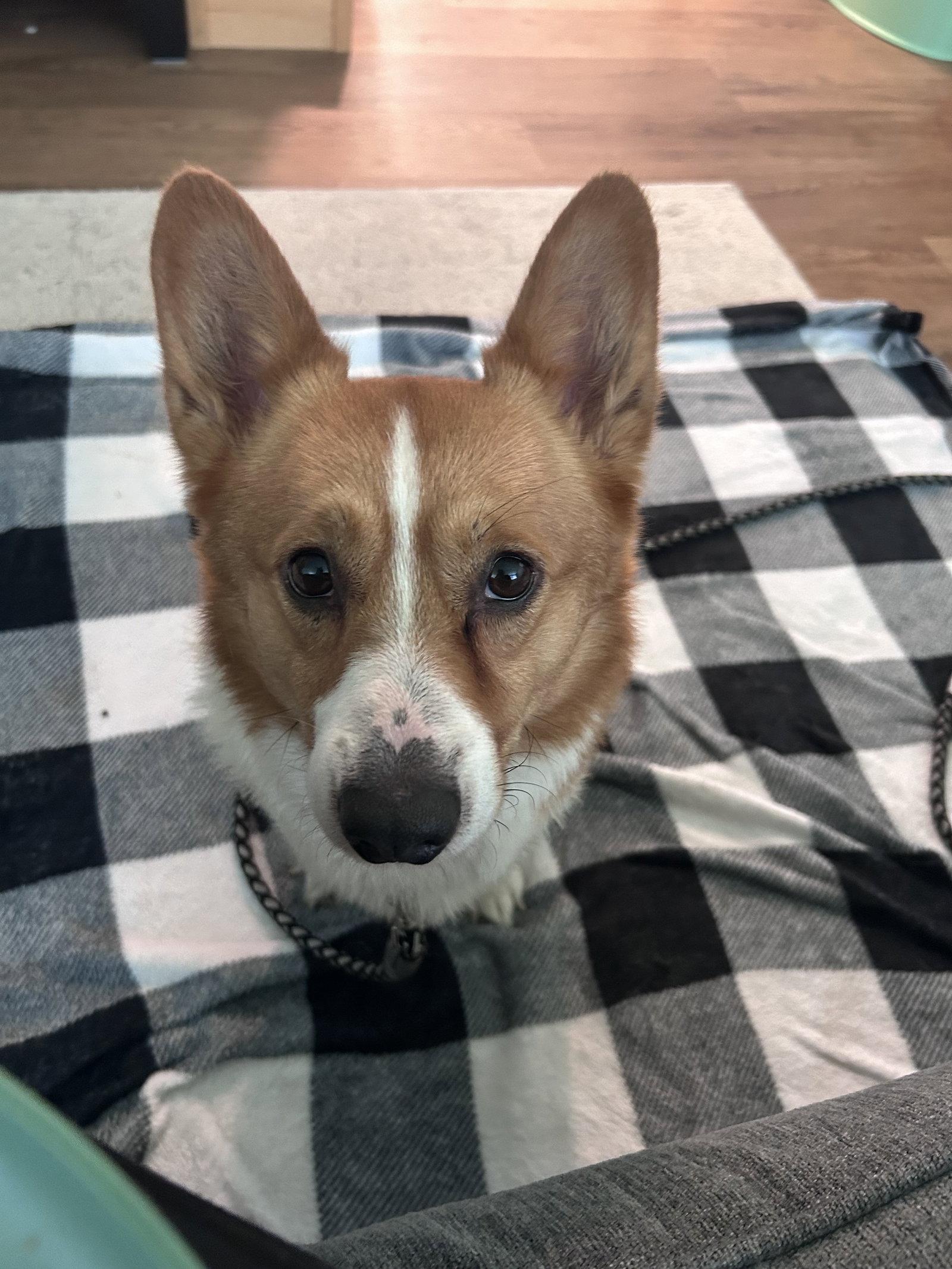 Enlarge Otis, a Adoptable Corgi in Doylestown, PA image 3/3
