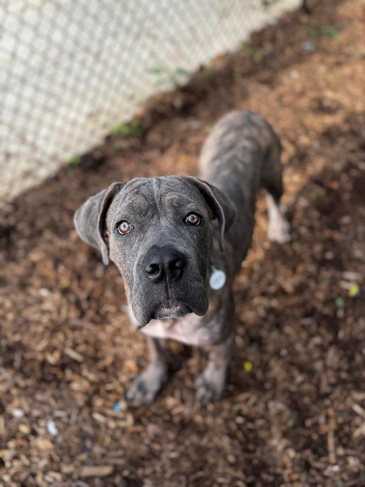 Ozzy, Adoptable, Young Male Mastiff.