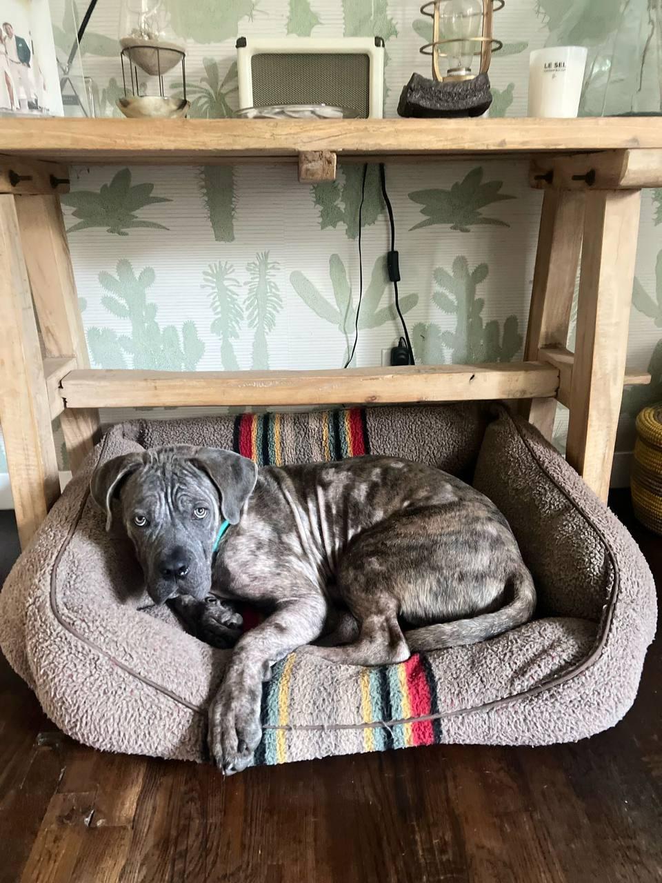 Ozzy, a Adoptable Mastiff in Los Angeles, CA image 3/5