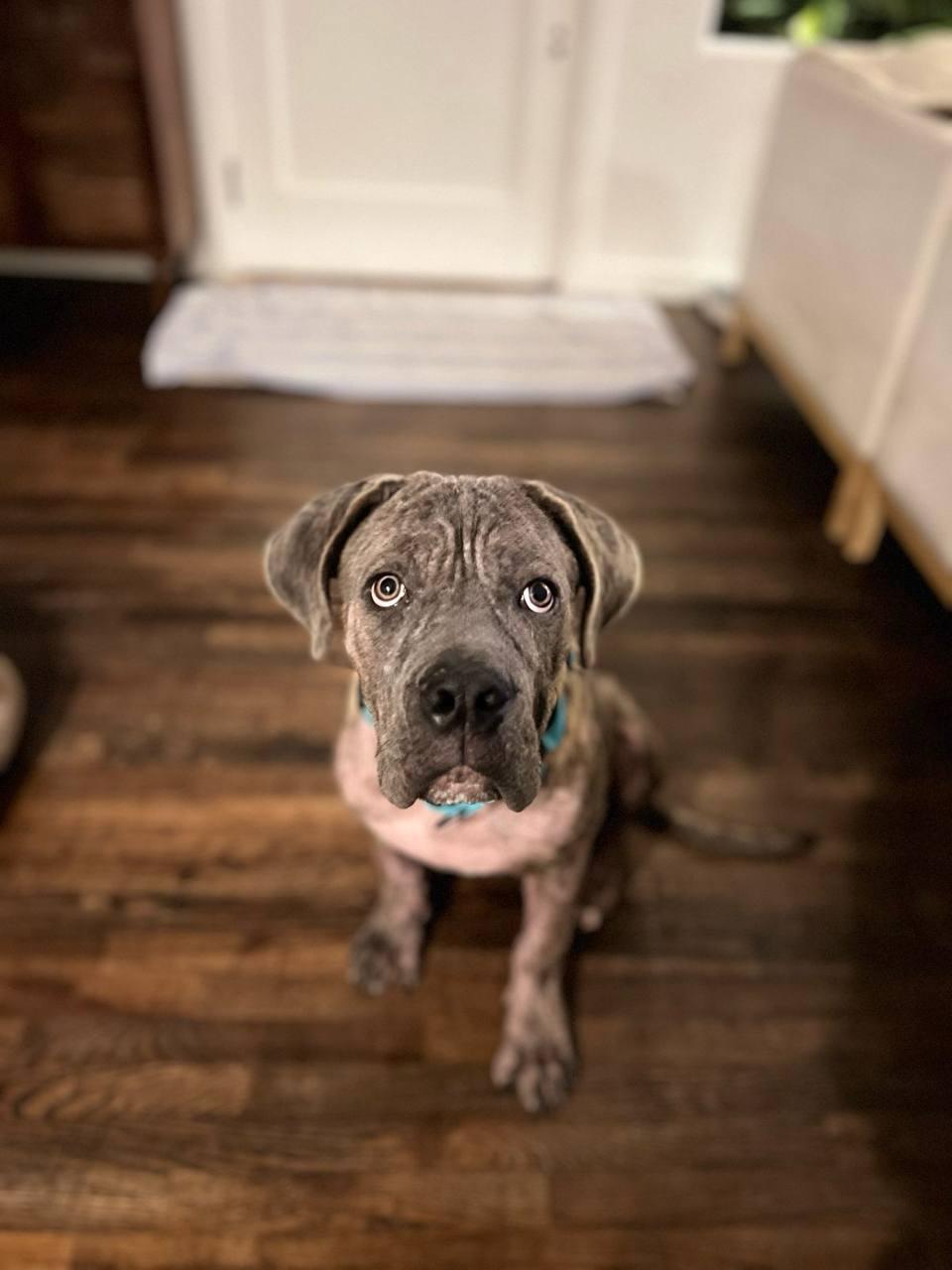 Ozzy, a Adoptable Mastiff in Los Angeles, CA image 4/5