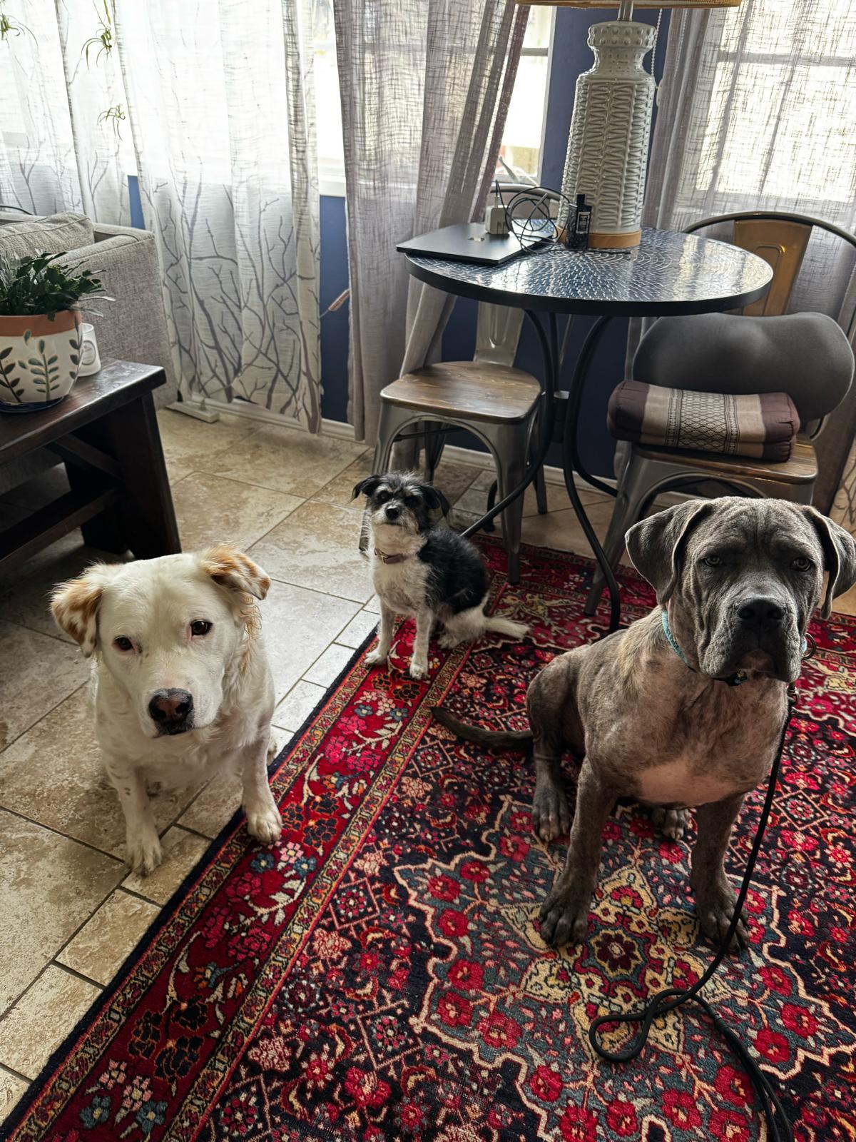 Ozzy, a Adoptable Mastiff in Los Angeles, CA image 2/5