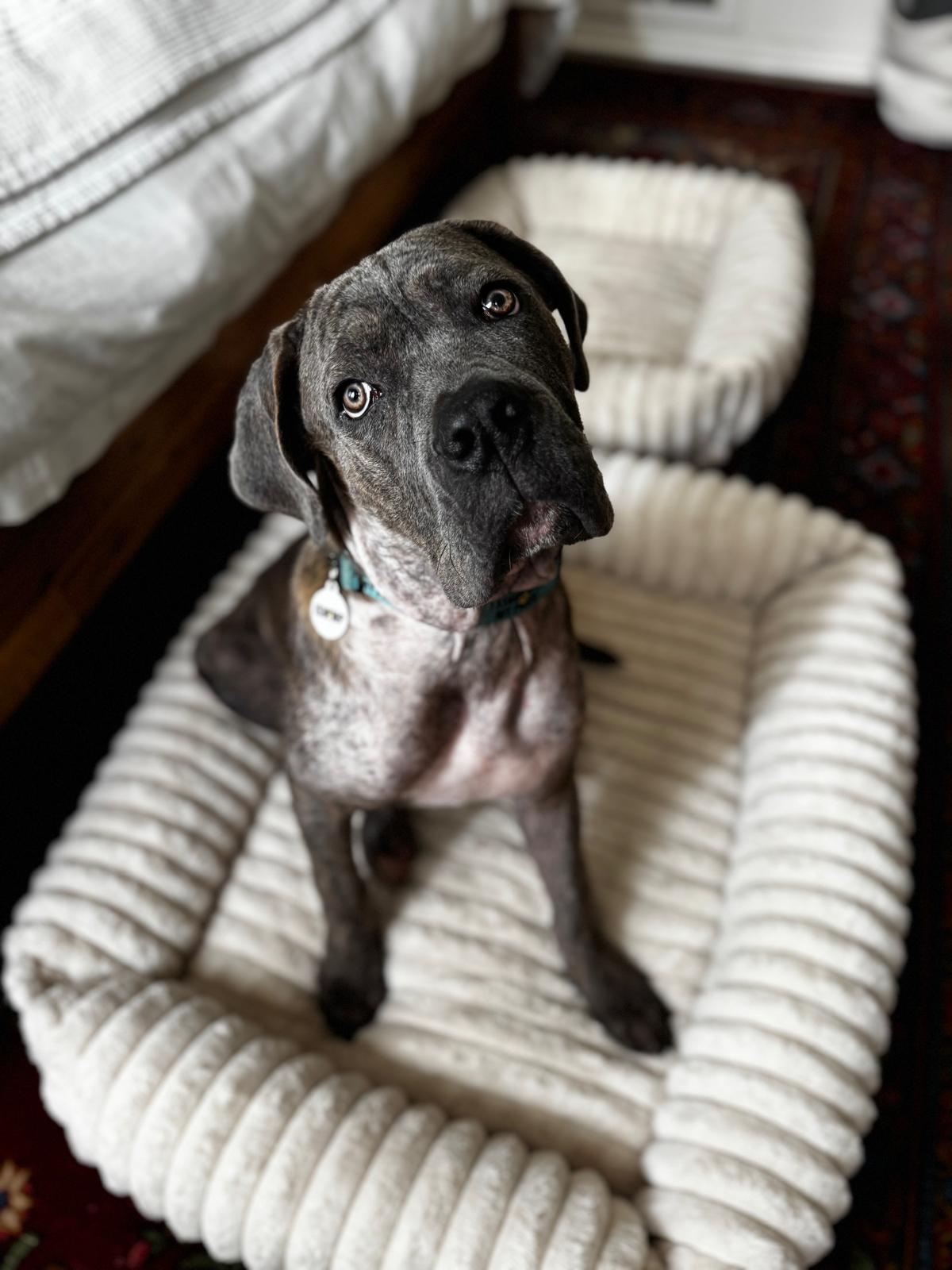 Ozzy, a Adoptable Mastiff in Los Angeles, CA image 5/5