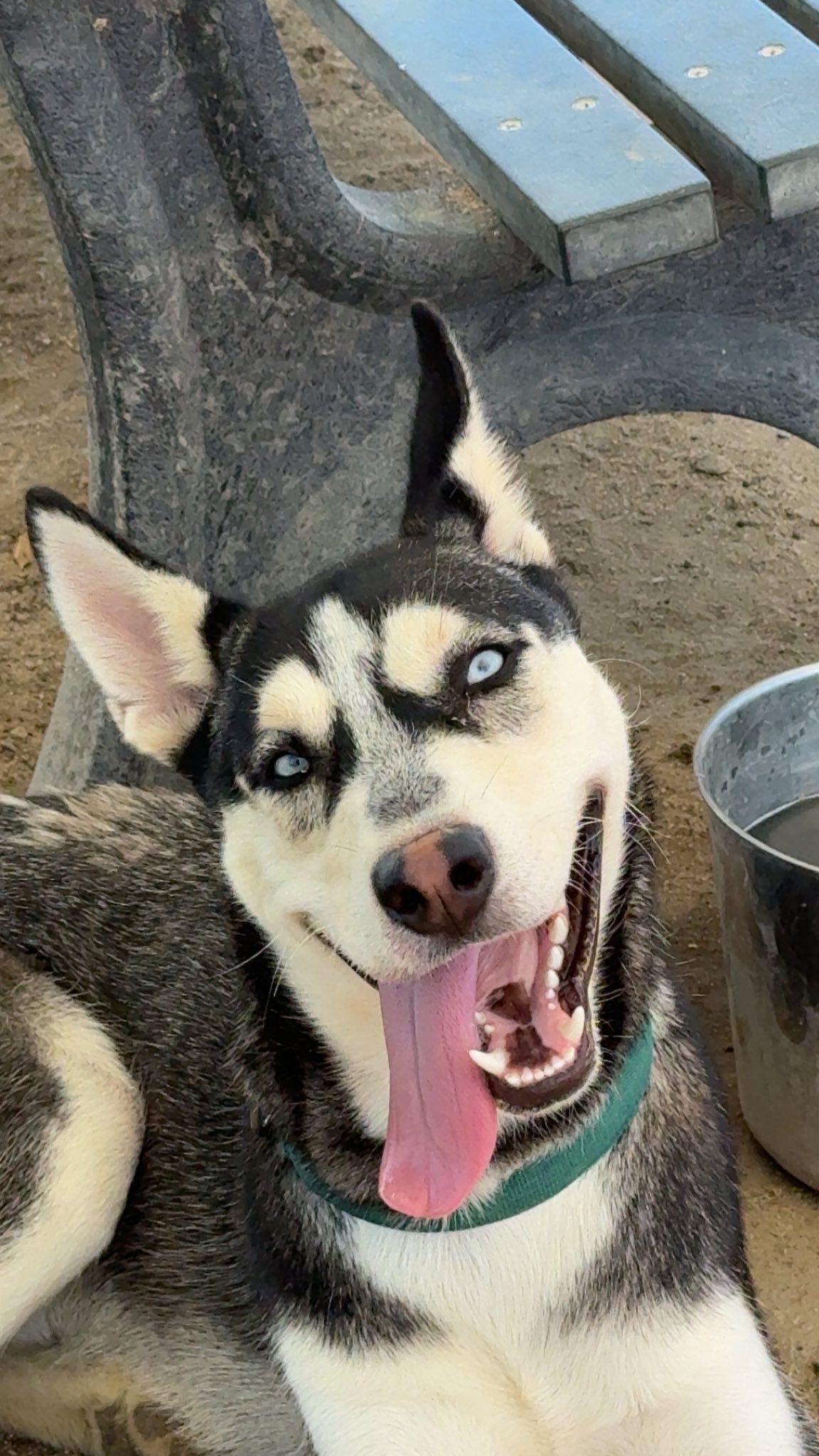 Meet Ken – The Goofy Gentleman with a Heart of Gold