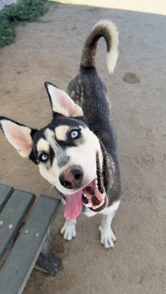 Meet Ken – The Goofy Gentleman with a Heart of Gold