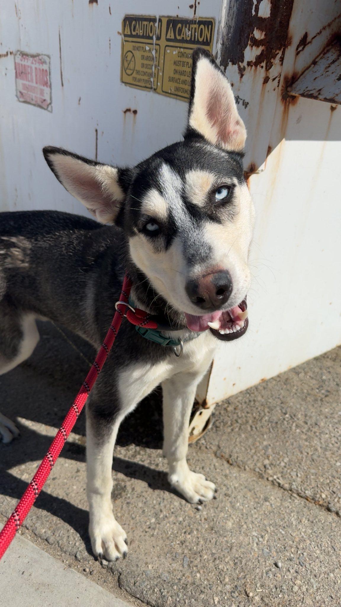 Meet Ken – The Goofy Gentleman with a Heart of Gold, a Adoptable Husky in Lancaster, CA image 2/6