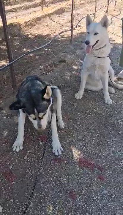 Enlarge Meet Ken – The Goofy Gentleman with a Heart of Gold, a Adoptable Husky in Lancaster, CA video 6/6