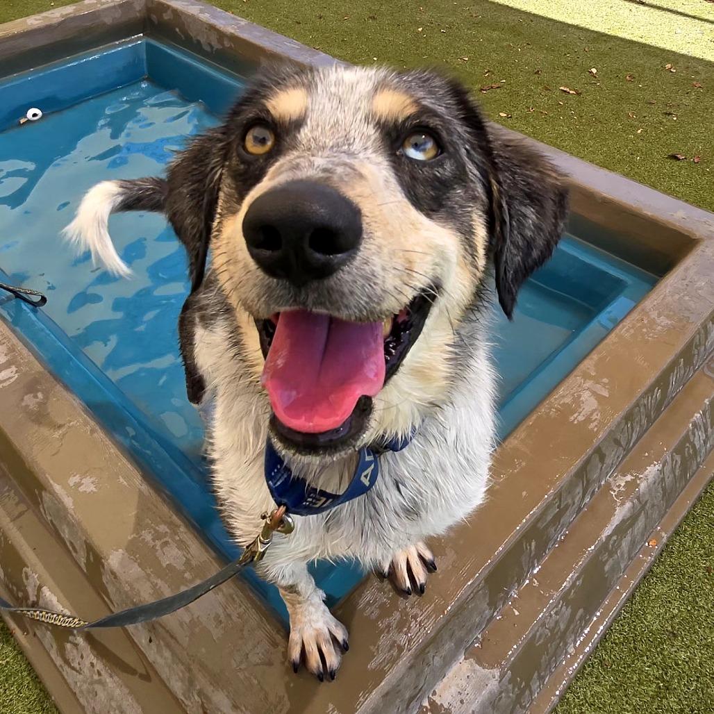 Chaco, Adoptable, Adult Male Australian Cattle Dog / Blue Heeler & Catahoula Leopard Dog.