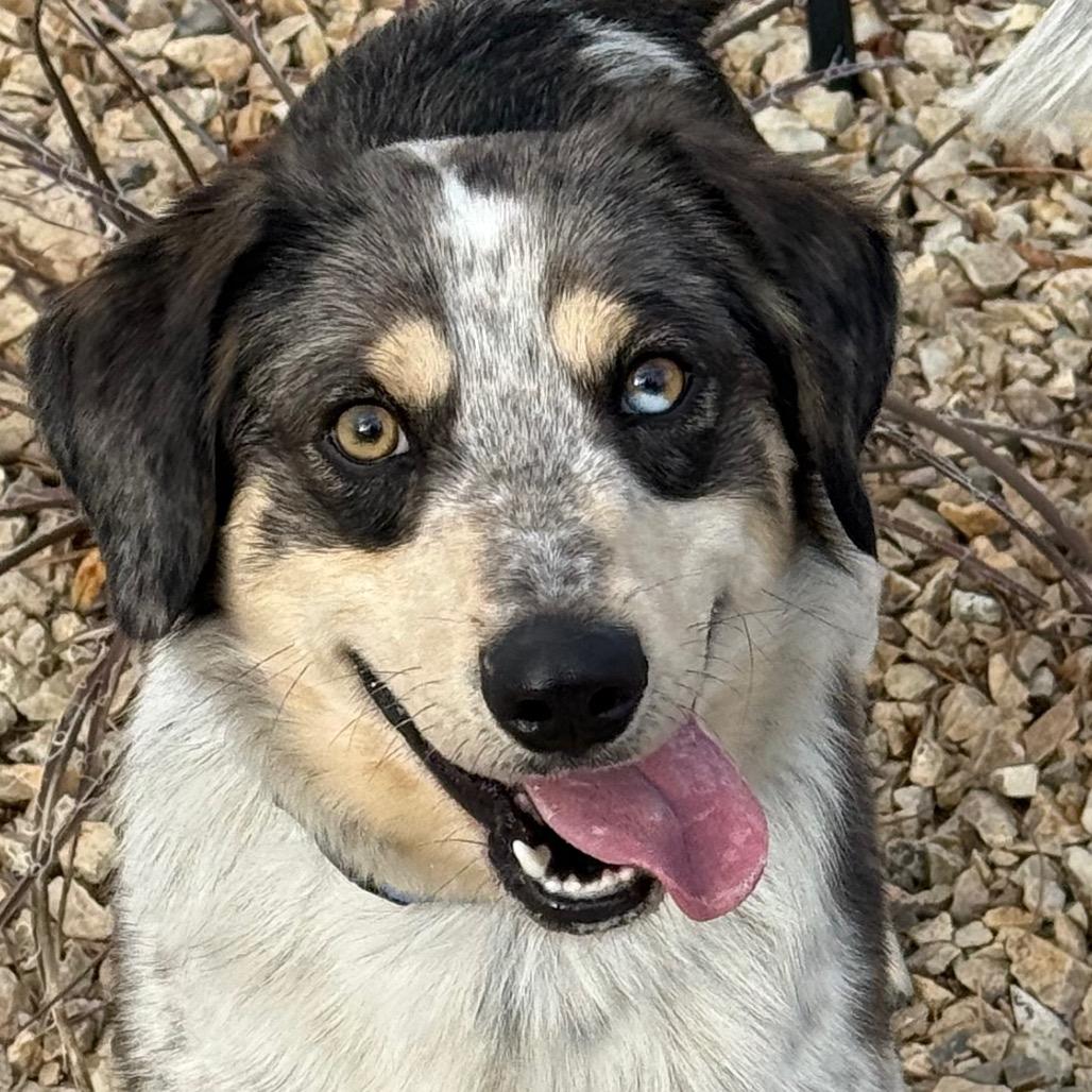 Enlarge Taco, a Adoptable mixed breed in Albuquerque, NM image 3/6
