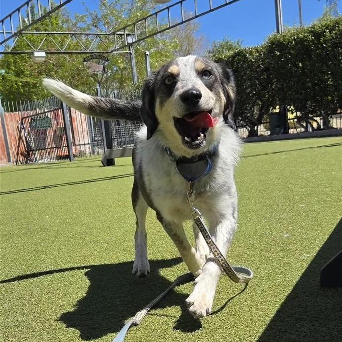 Enlarge Taco, a Adoptable mixed breed in Albuquerque, NM image 4/6