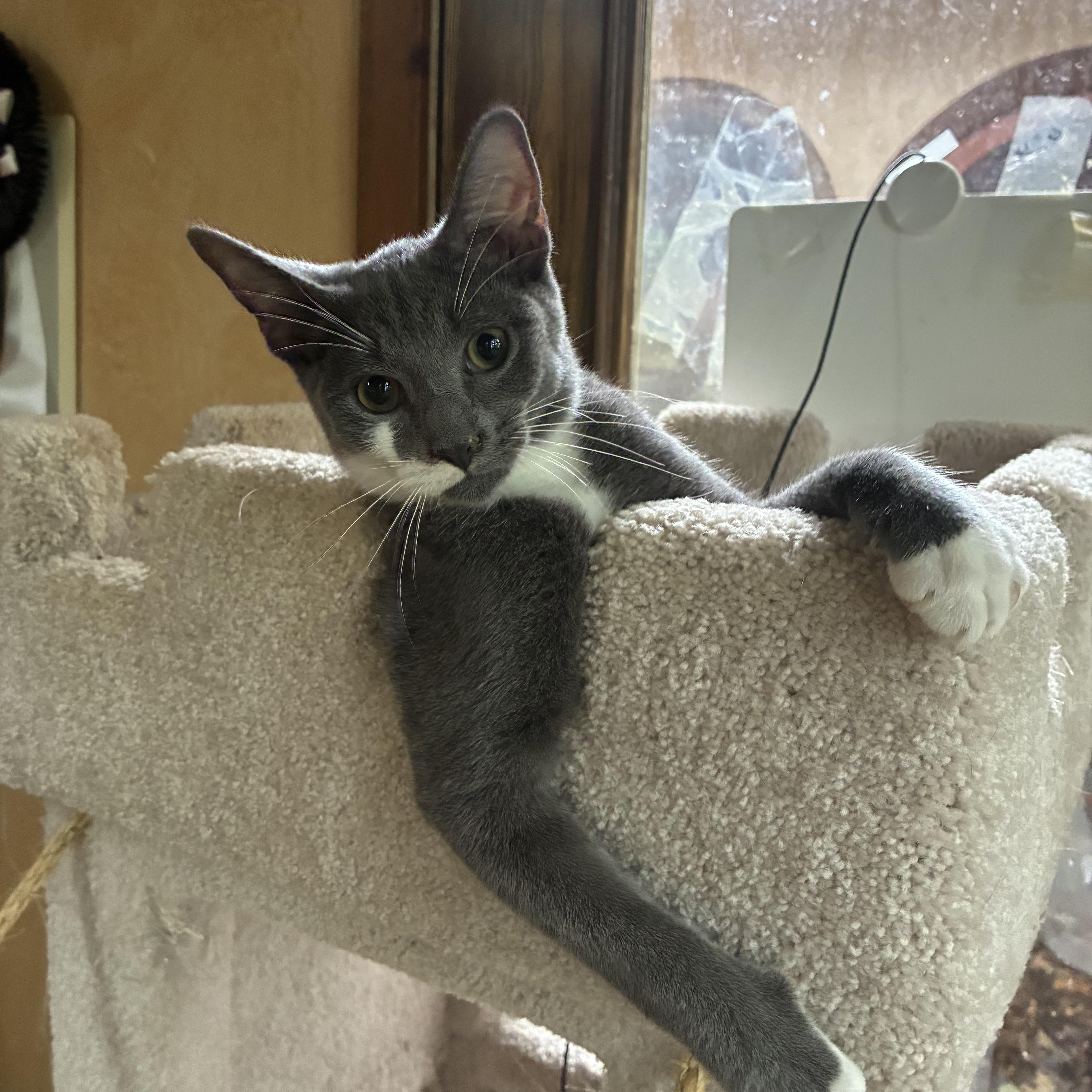 Enlarge Bandit, a Adoptable Domestic Short Hair in Indianapolis, IN image 1/1